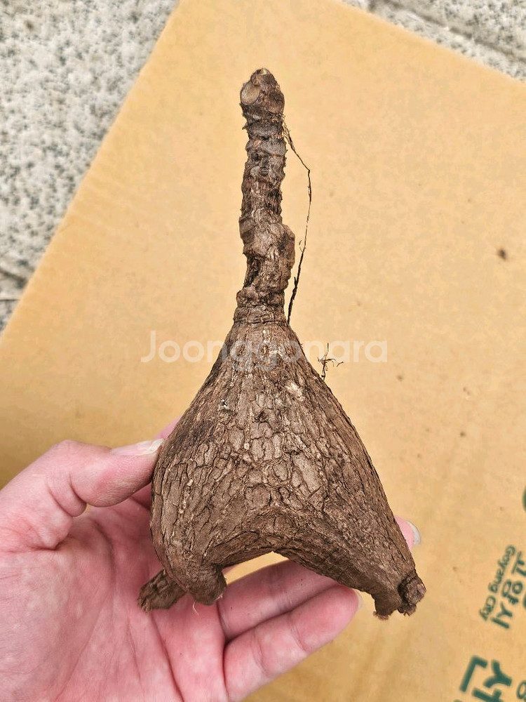 미라빌리스 (아프리카식물/코덱스)--3