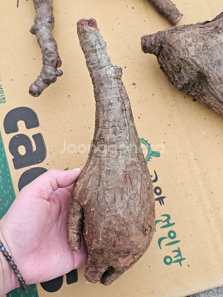 미라빌리스 (아프리카식물/코덱스)--7