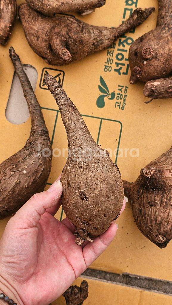 미라빌리스 (아프리카식물/코덱스)--6