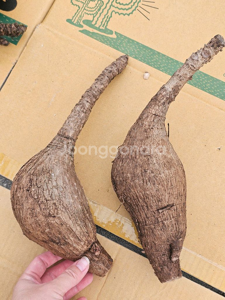 미라빌리스 (아프리카식물/코덱스)--8