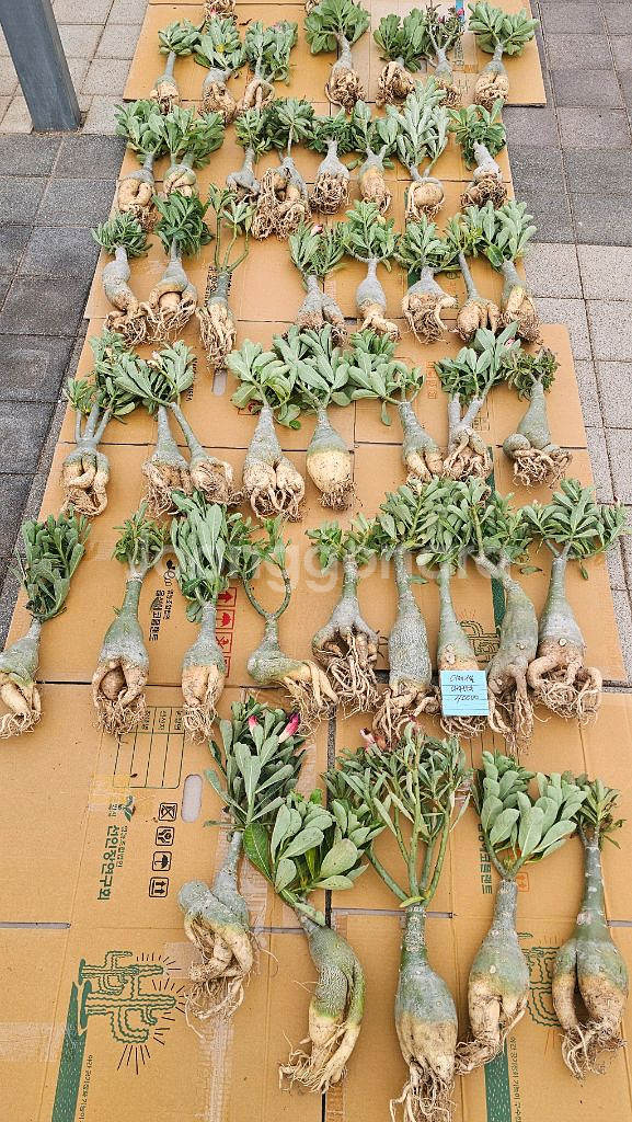 아데니움 아라비쿰 소~특대 (아프리카식물/코덱스)--1