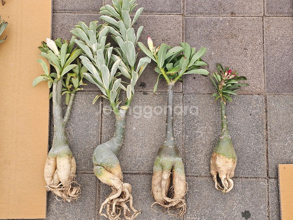 아데니움 아라비쿰 소~특대 (아프리카식물/코덱스)--2