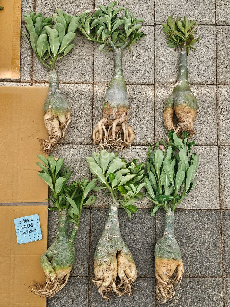 아데니움 아라비쿰 소~특대 (아프리카식물/코덱스)--0