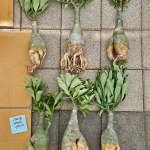 아데니움 아라비쿰 소~특대 (아프리카식물/코덱스)