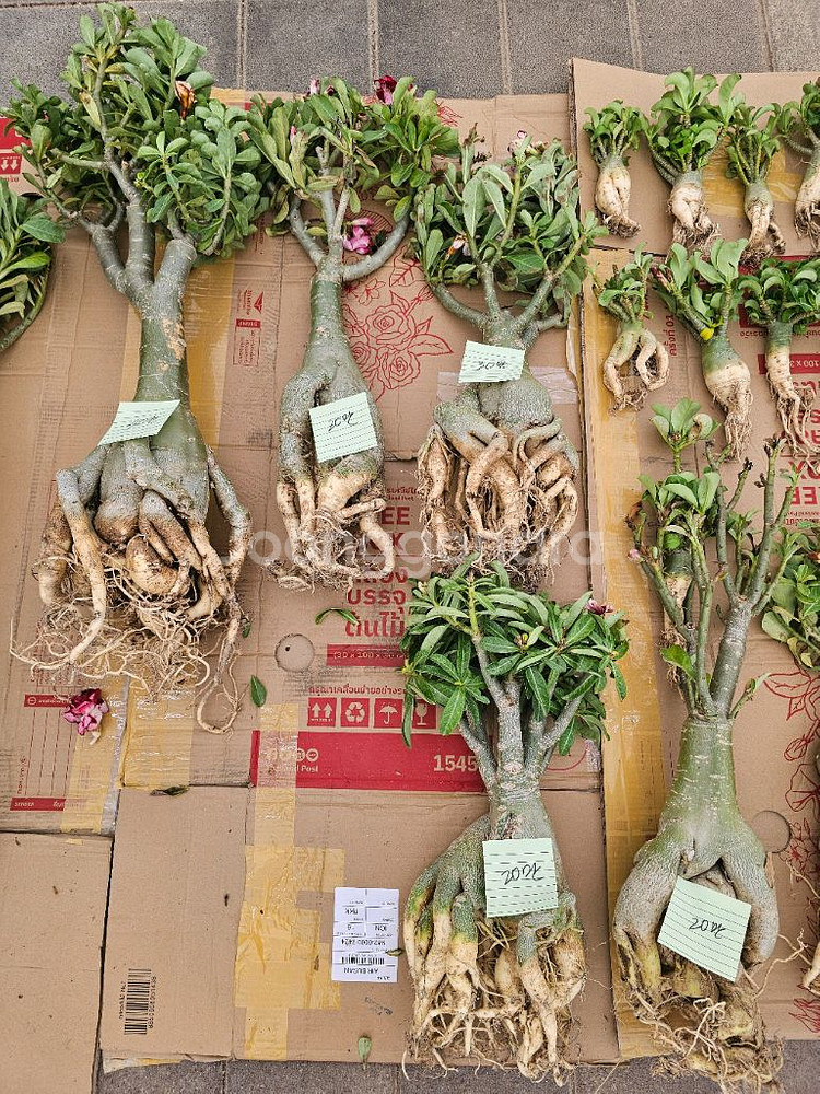 아데니움 아라비쿰 소~특대 (아프리카식물/코덱스)--5