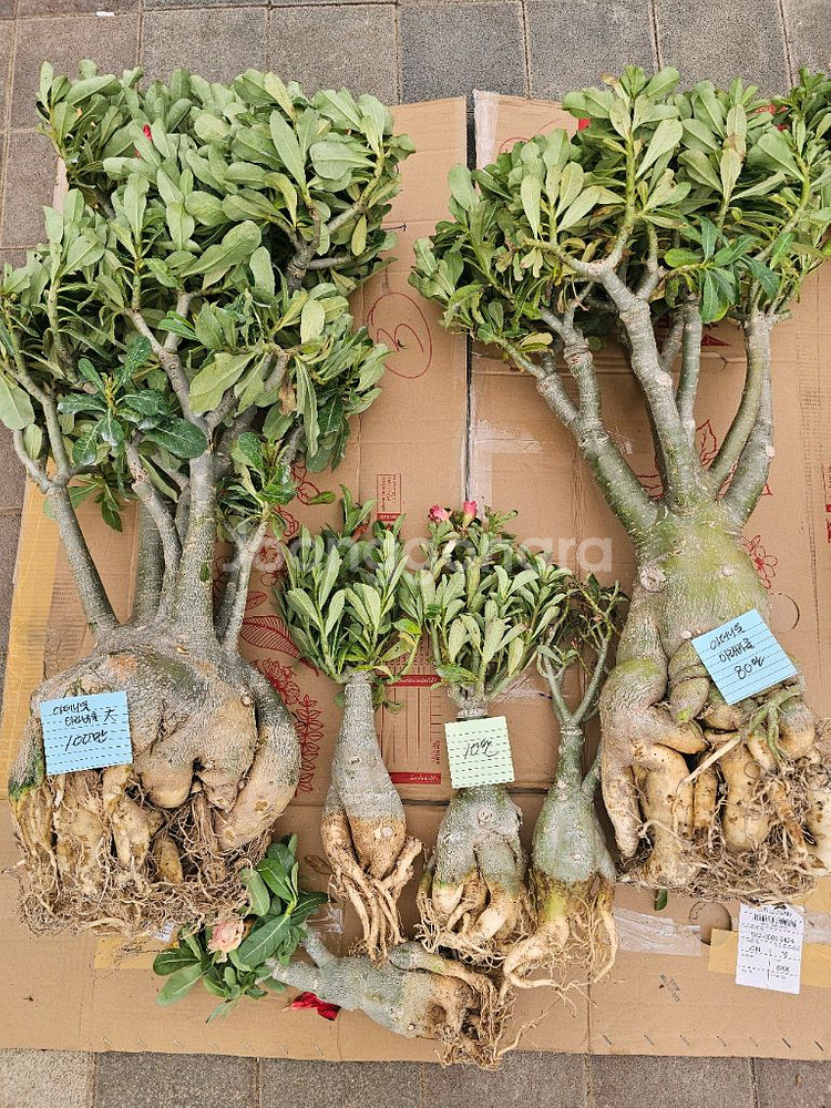 아데니움 아라비쿰 소~특대 (아프리카식물/코덱스)--4