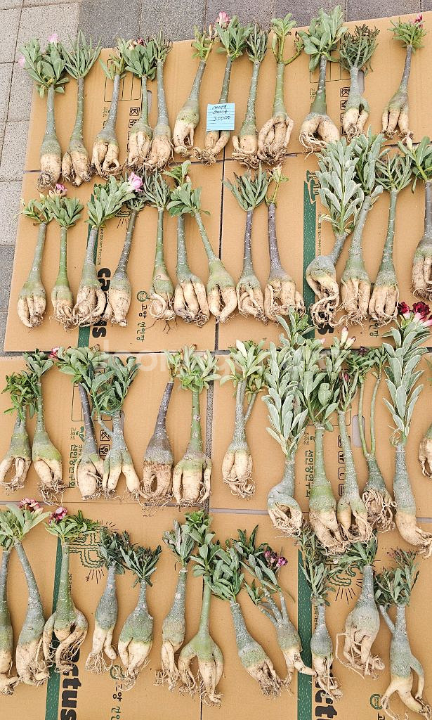 아데니움 아라비쿰 소~특대 (아프리카식물/코덱스)--3