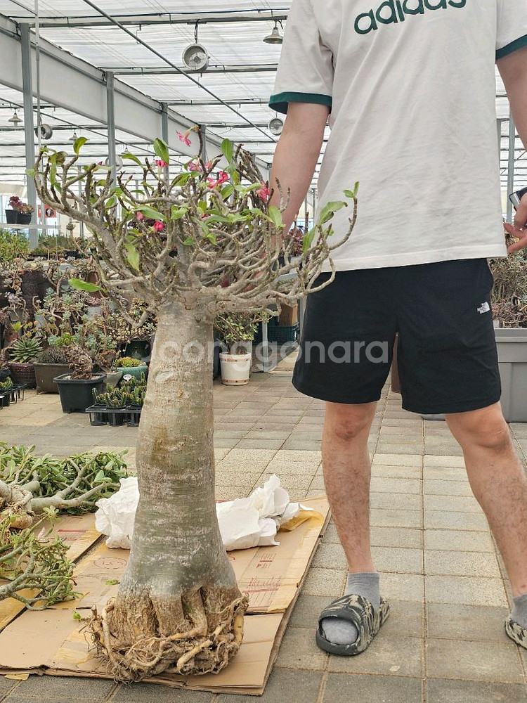 아데니움 아라비쿰 소~특대 (아프리카식물/코덱스)--8