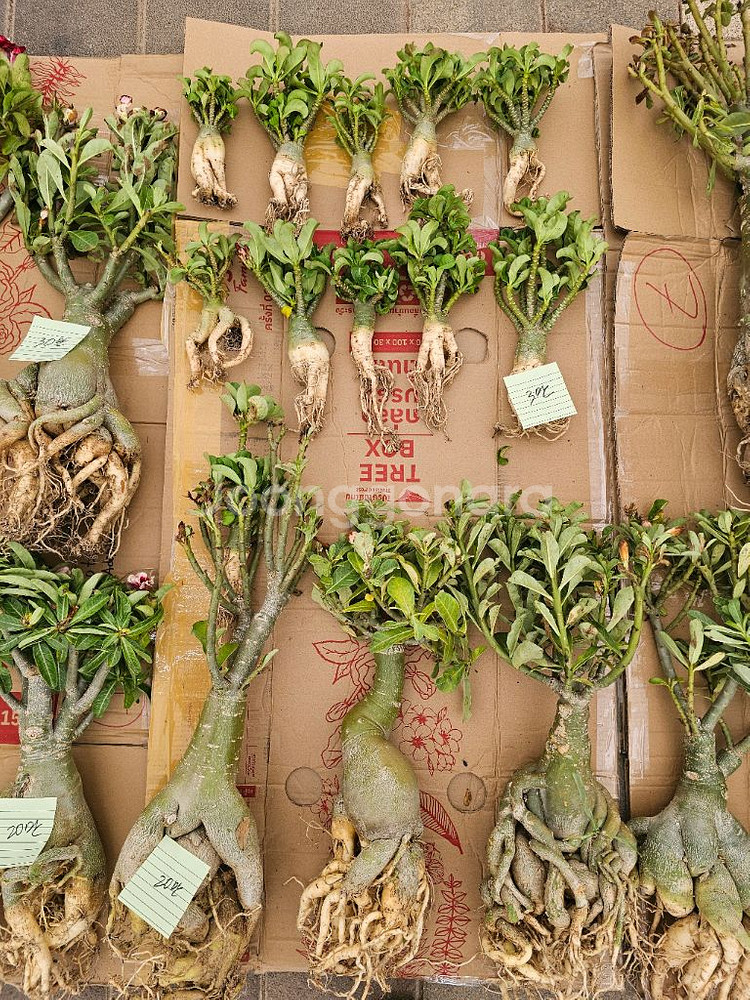 아데니움 아라비쿰 소~특대 (아프리카식물/코덱스)--6