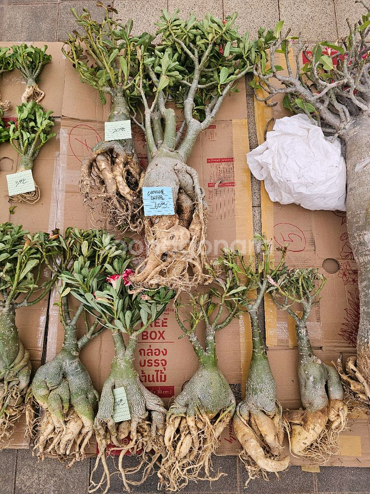 아데니움 아라비쿰 소~특대 (아프리카식물/코덱스)--7