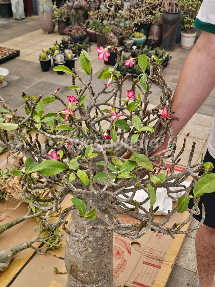 아데니움 아라비쿰 소~특대 (아프리카식물/코덱스)--9