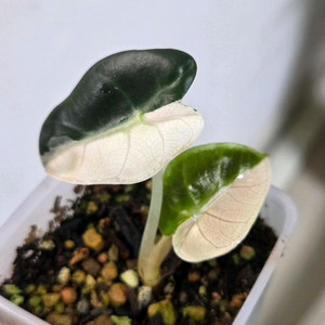 알로카시아 하트벌룬 화이트 바리에가타