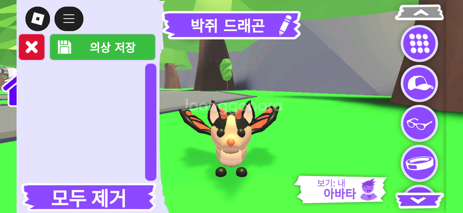 입양하세요 펫 박쥐 드래곤 판매합니다--0