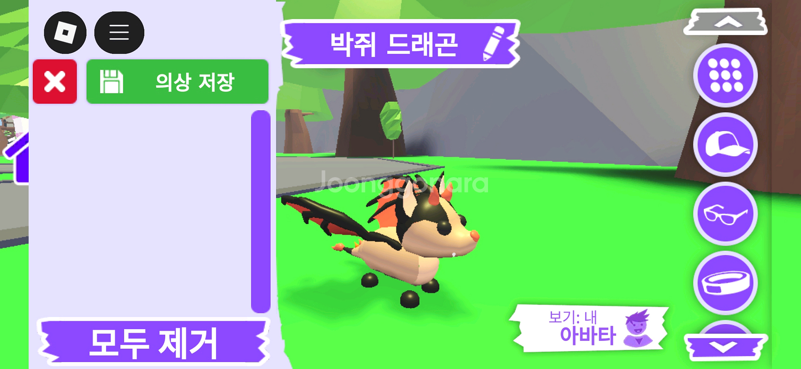 입양하세요 펫 박쥐 드래곤 판매합니다--1