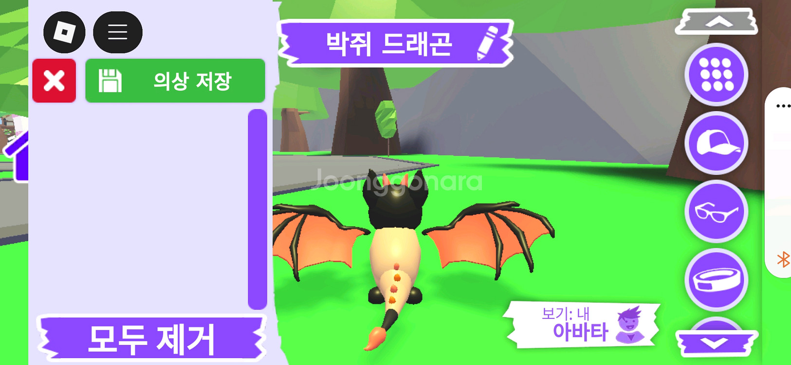 입양하세요 펫 박쥐 드래곤 판매합니다--2