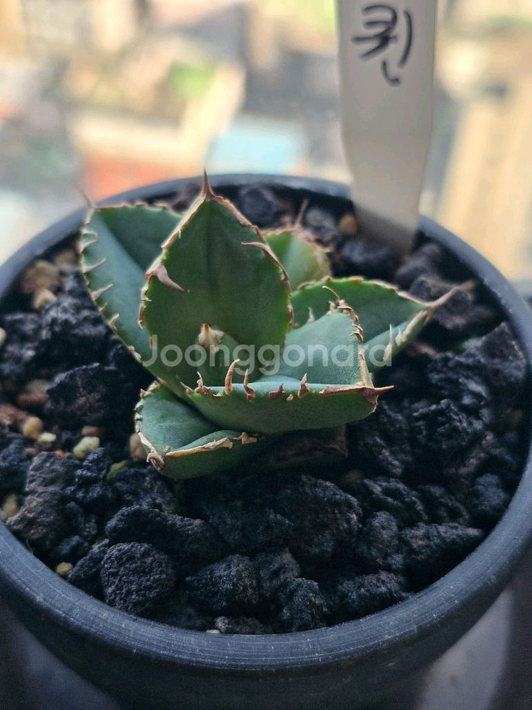 최상급 유묘 퀸(청앵) 아가베 티타노타 분양합니다^^*--2