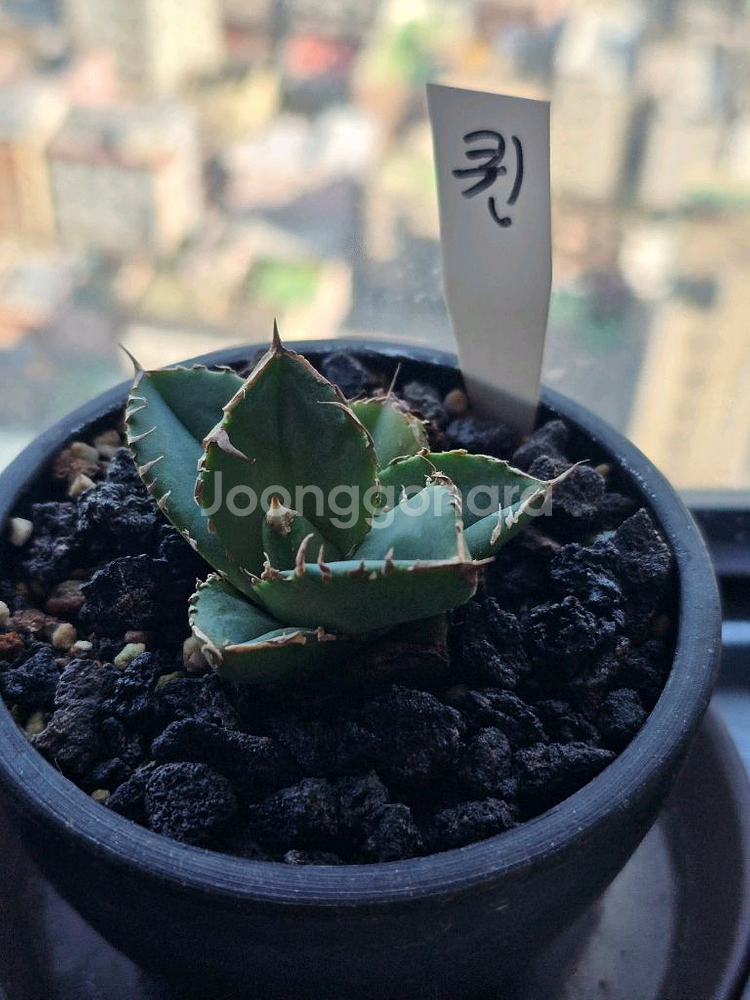 최상급 유묘 퀸(청앵) 아가베 티타노타 분양합니다^^*--3