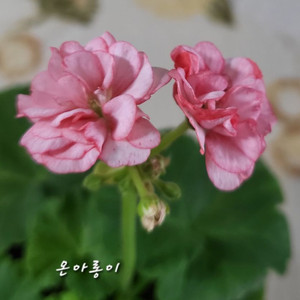 제라늄.온아롱이