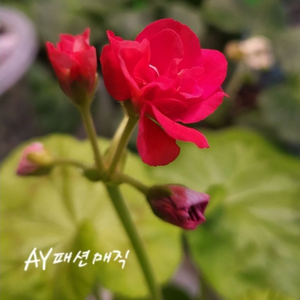 제라늄.AY패션매직