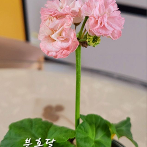 분홍달.제라늄