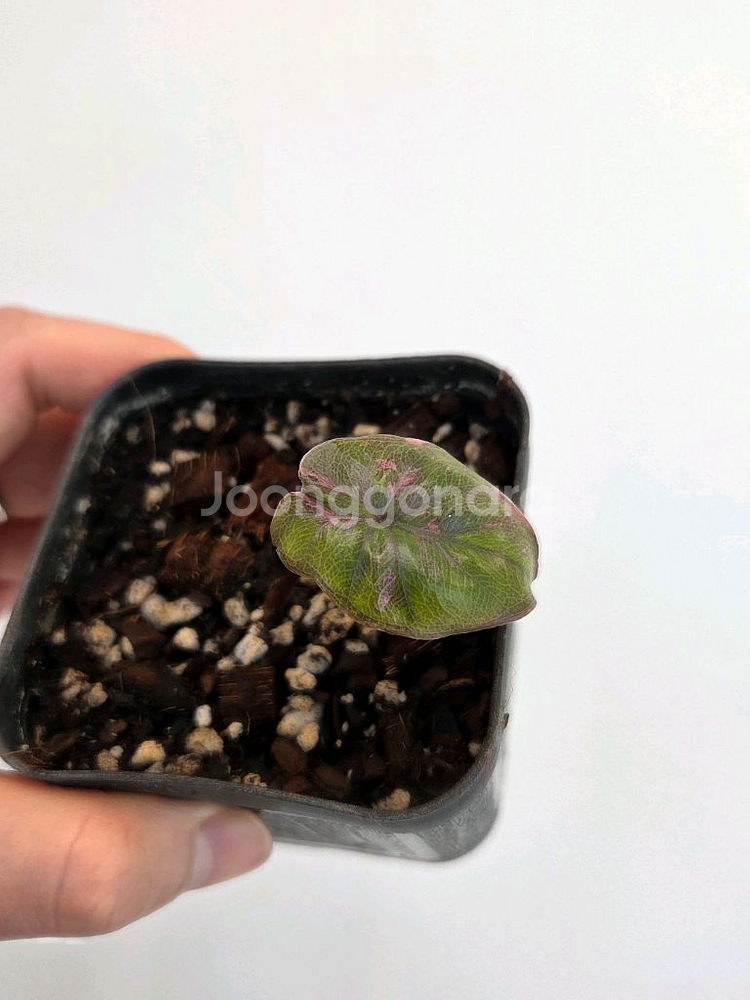 알로카시아 세렌디피티--2