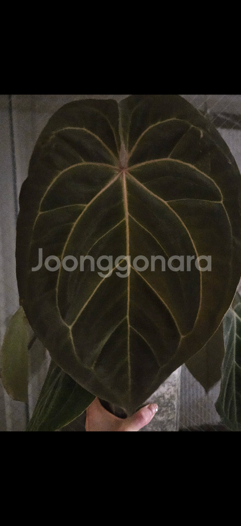 안스리움 파필x에오스--1