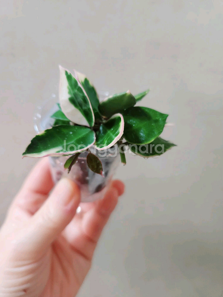 호야 아사미 우노소보--0