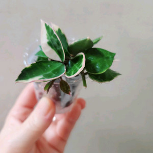 호야 아사미 우노소보