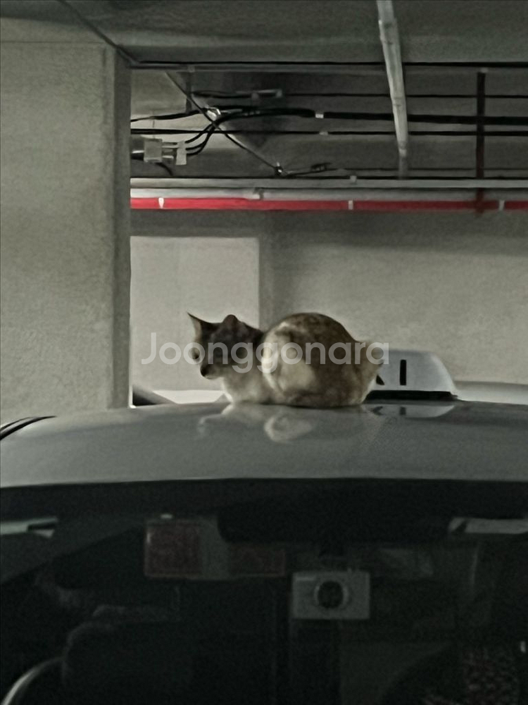 위닝헤드기어 구매합니다--0
