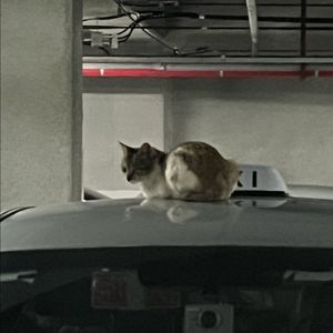 위닝헤드기어 구매합니다