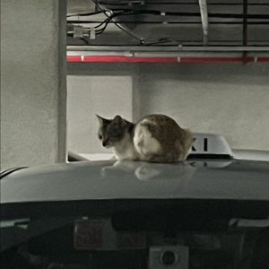 위닝헤드기어 구매합니다