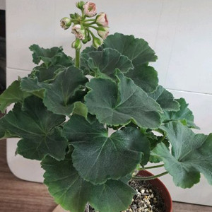 안나자넷 유럽제라늄 중품