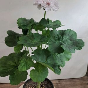 뉴포트 유럽제라늄 중품