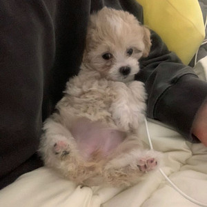 더쿠 아이디 양도합니다