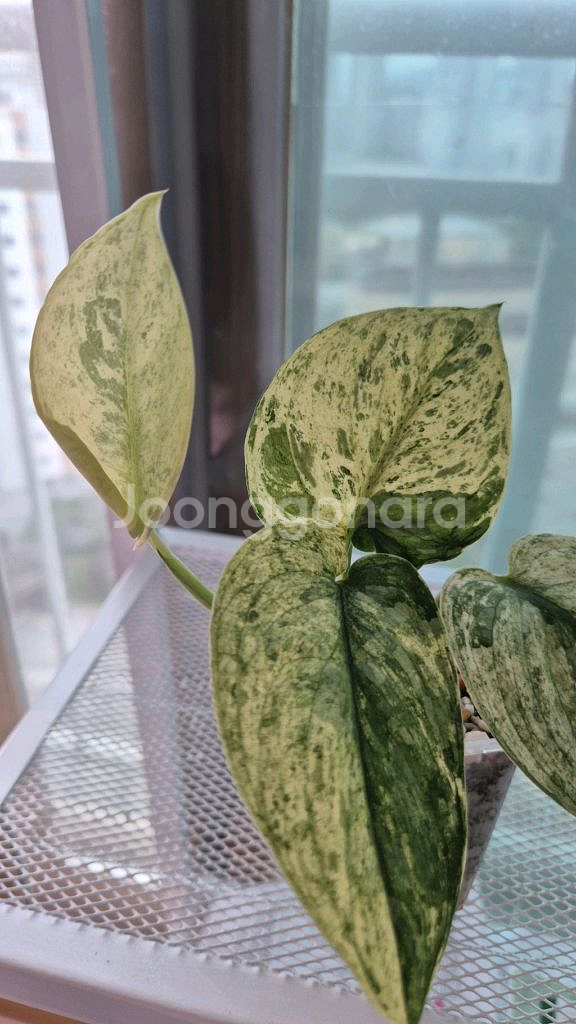 스킨답서스 할리문--1