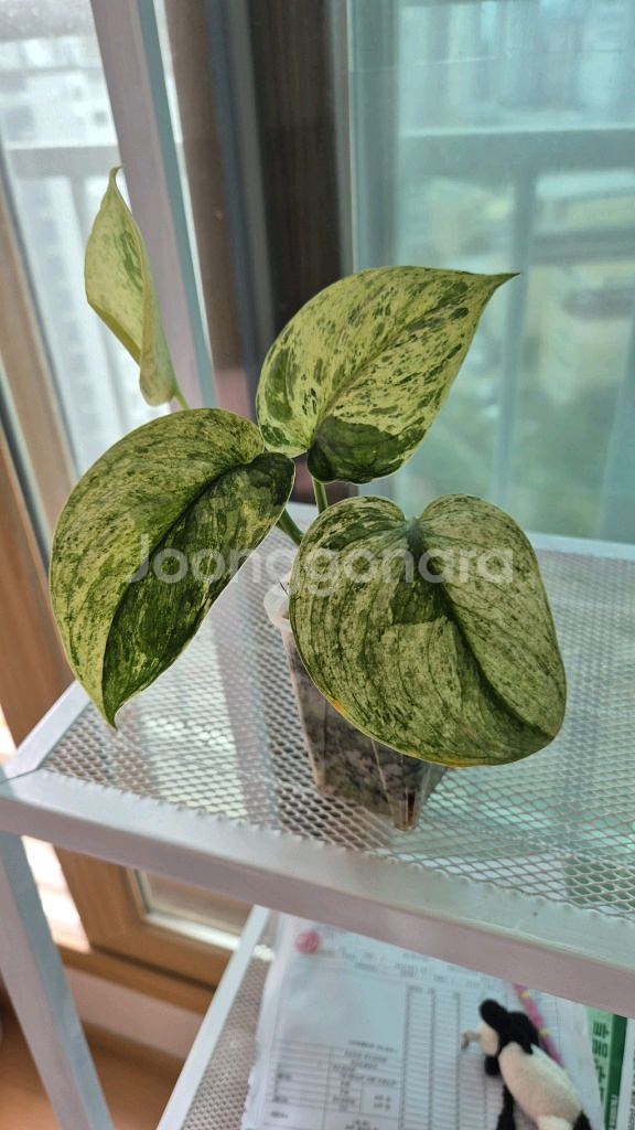 스킨답서스 할리문--0