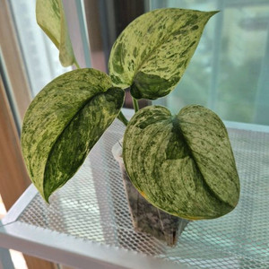 스킨답서스 할리문