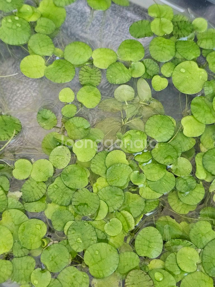 부상수초 아마존 프로그비트--0