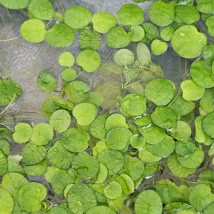 부상수초 아마존 프로그비트