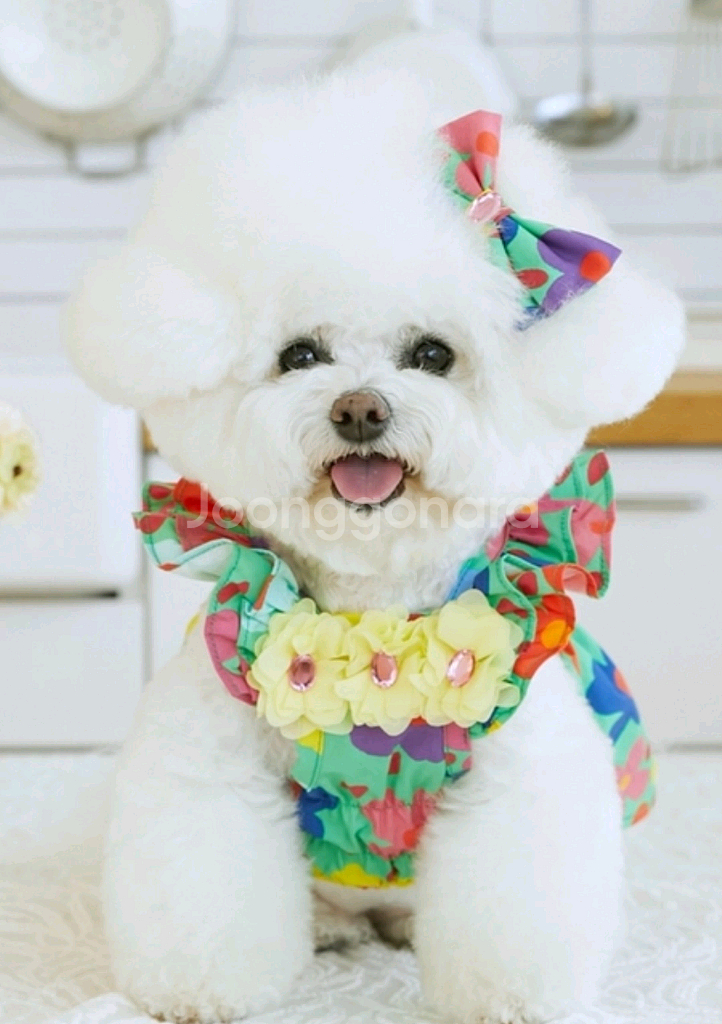 일로일로 강아지옷--1