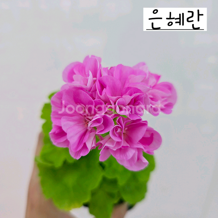 은혜란 제라늄--0