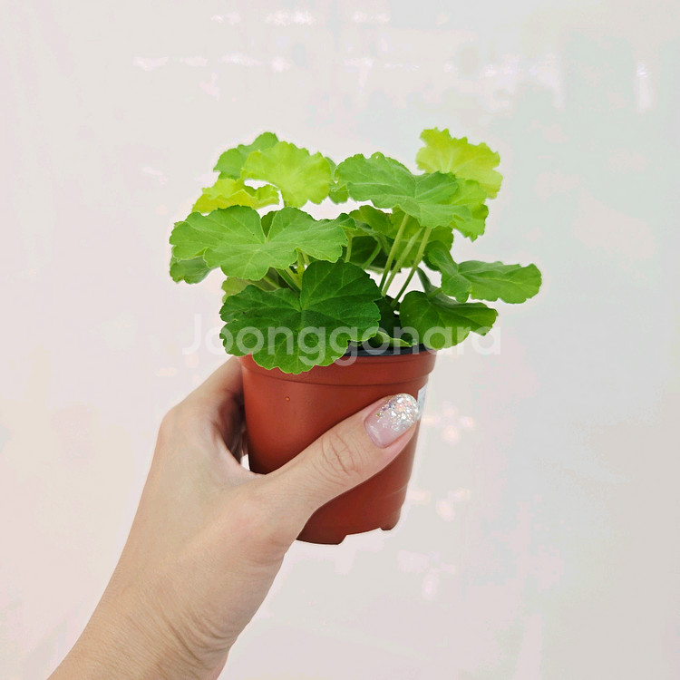 은혜란 제라늄--2