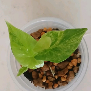 알로카시아 시누아타 옐로우 바리에가타