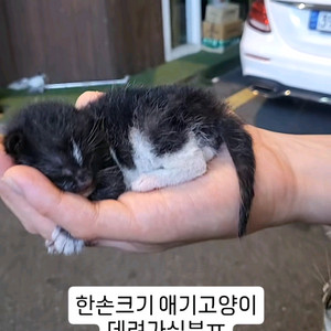 눈도 못뜬 새끼고양이 키워주실분ㅠ