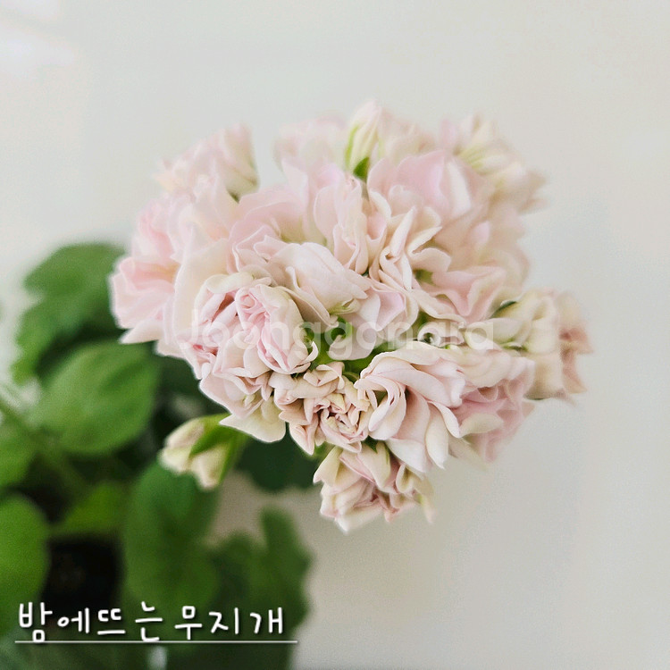 밤에뜨는무지개 제라늄--0