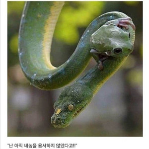 롤 rp 1:8 충전식