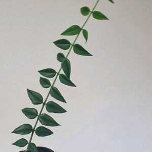 호야 벨라그린
