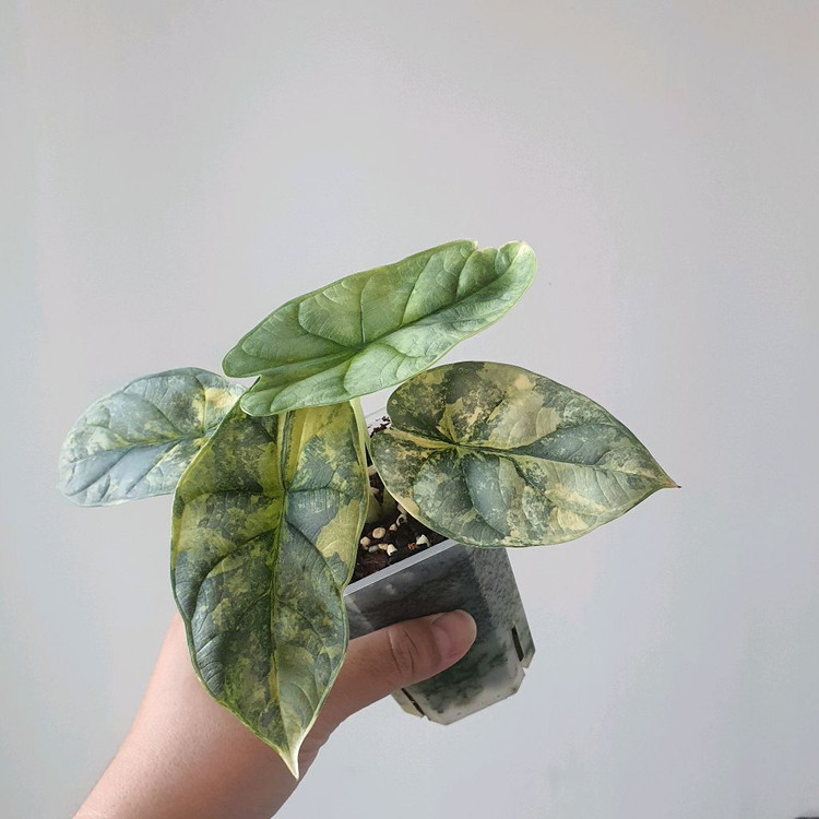 알로카시아 실버드래곤 옐로우 바리에가타 중품 모주급13--3