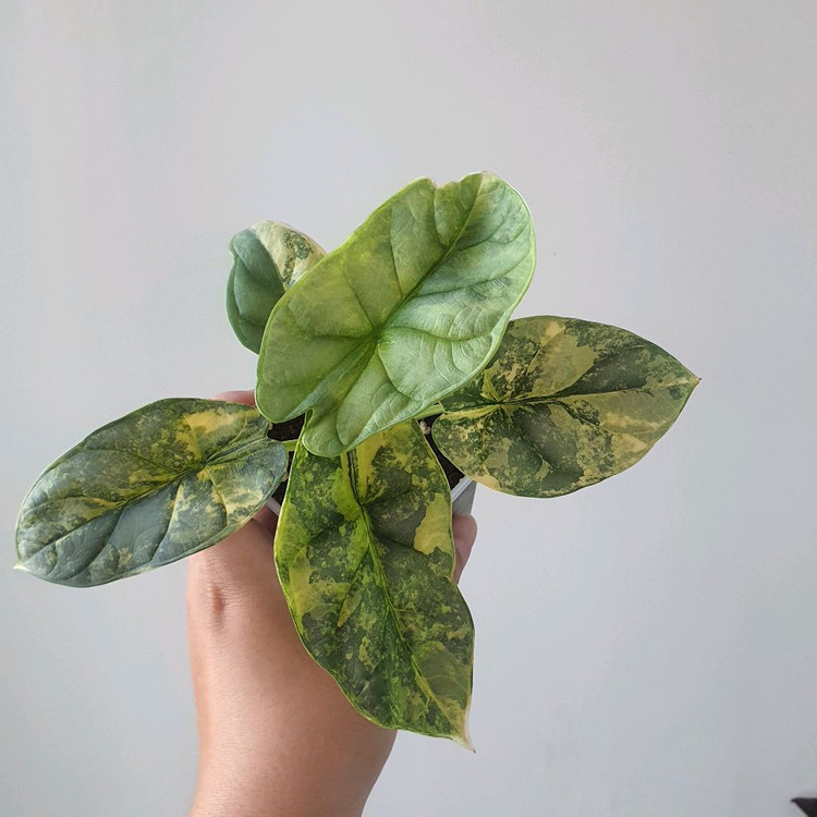 알로카시아 실버드래곤 옐로우 바리에가타 중품 모주급13--2