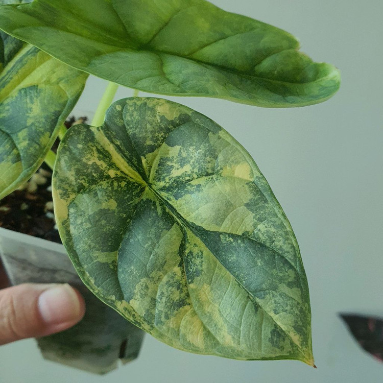 알로카시아 실버드래곤 옐로우 바리에가타 중품 모주급13--1